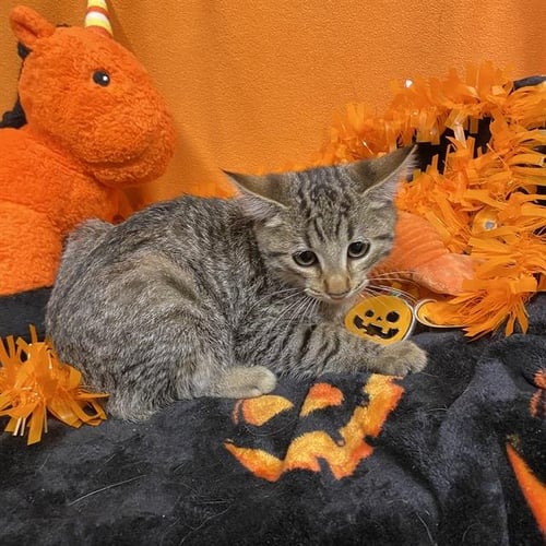 A615542 - Domestic Short Hair available for adoption