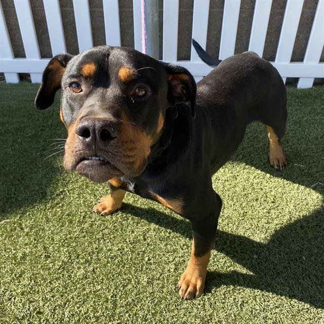 ACORN - Rottweiler / Pit Bull Terrier available for adoption