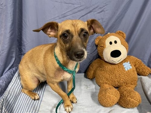 *GUAPO - Chihuahua available for adoption