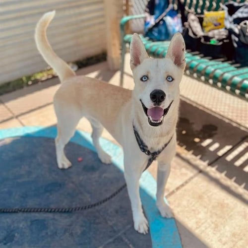 WHITE FANG - Akita / Husky available for adoption