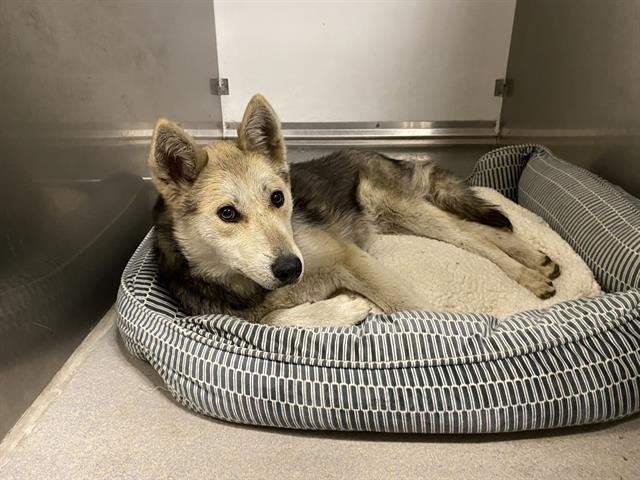 A607783 - Siberian Husky available for adoption