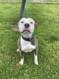 MARSHMALLOW - Photo 1