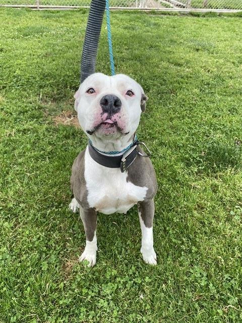 MARSHMALLOW - Pit Bull Terrier available for adoption