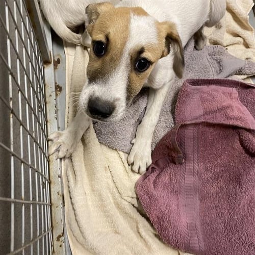 *SPANKY - Border Collie available for adoption