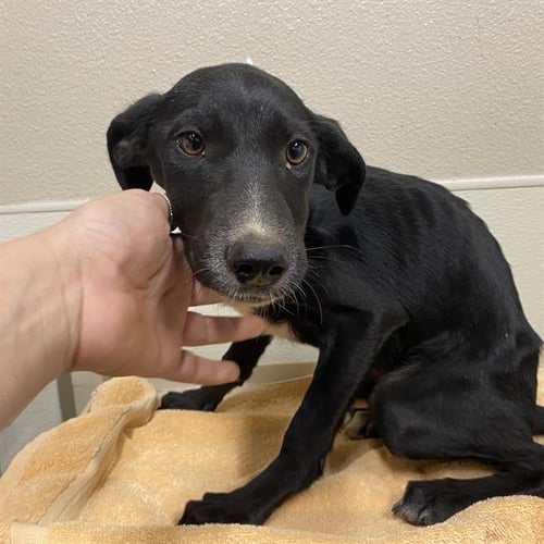*SPACEY - Border Collie available for adoption