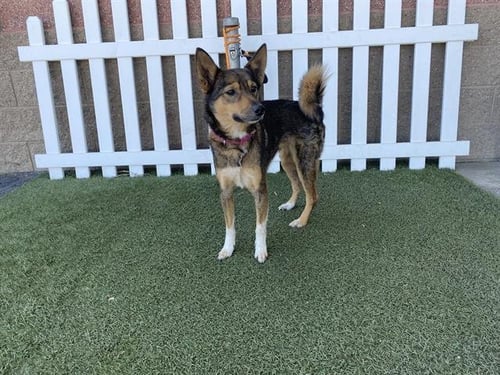 *PIPPY - Australian Cattle Dog/Blue Heeler / Border Collie available for adoption