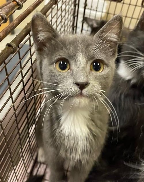 FOXY - Domestic Short Hair for adoption in Modesto
