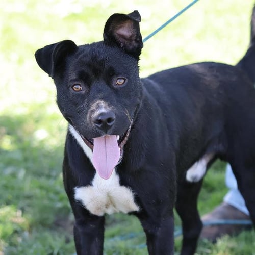 *DINO - Pit Bull Terrier available for adoption