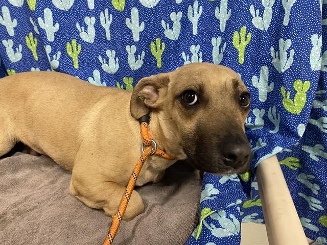 *LOUIS - Chihuahua available for adoption