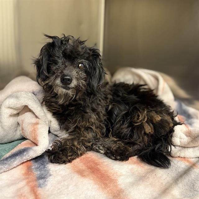 A607928 - Poodle (Miniature) available for adoption