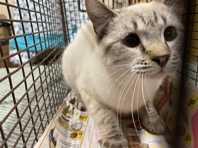 A606526 - Domestic Short Hair available for adoption