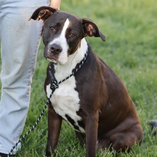 *CAMPBELL - Pit Bull Terrier / Labrador Retriever available for adoption