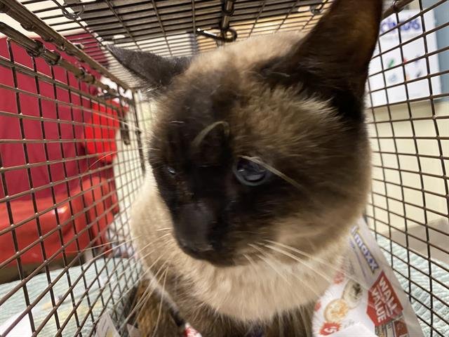 A605692 - Siamese available for adoption
