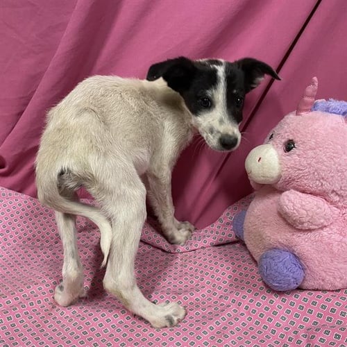 *RUMI - Border Collie available for adoption