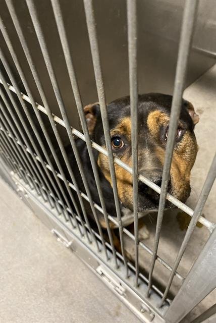 *CORDUROY - Pit Bull Terrier available for adoption