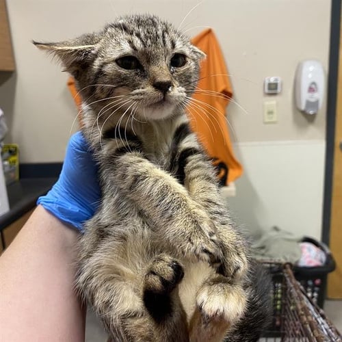 A615666 - Domestic Short Hair available for adoption