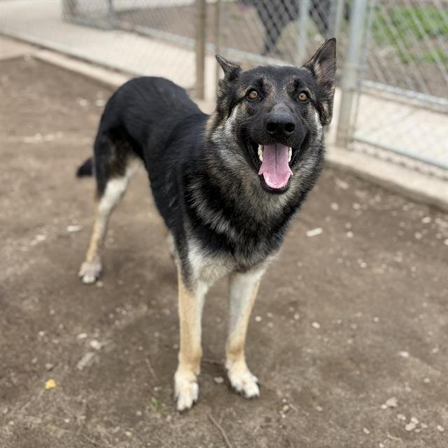 *MALACHI - German Shepherd Dog available for adoption