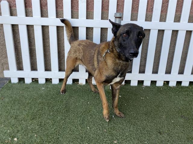 *RIFF - Belgian Shepherd Malinois available for adoption