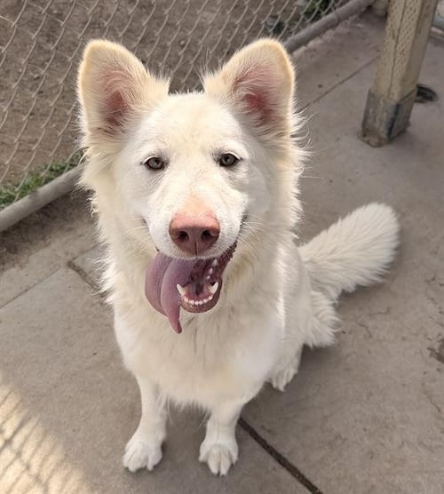 SADY - Husky available for adoption