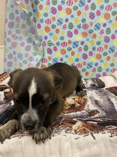 *MAE - German Shepherd Dog available for adoption