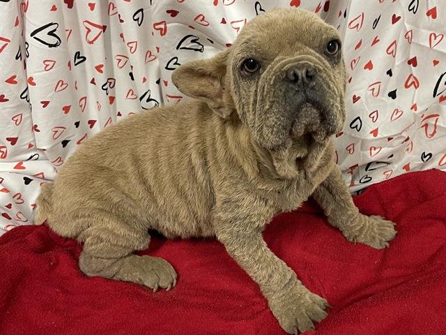 A606968 - French Bulldog available for adoption