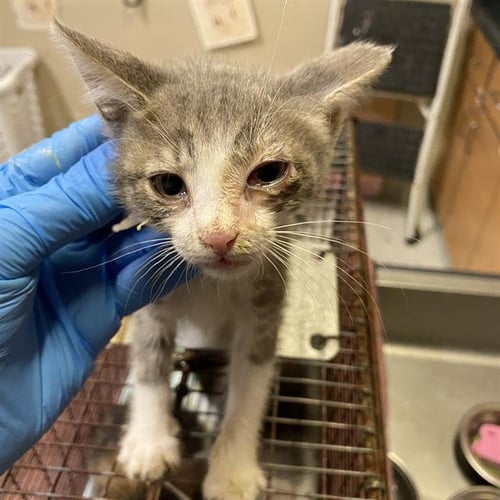 A614576 - Domestic Short Hair available for adoption