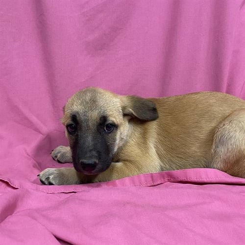 *PRIYA - German Shepherd Dog available for adoption