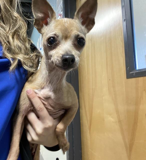 *PIP SQUEAK - Chihuahua available for adoption