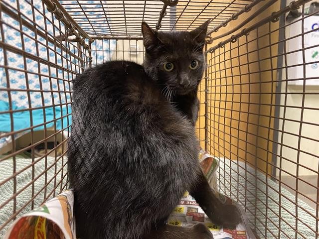 A606530 - Domestic Short Hair available for adoption