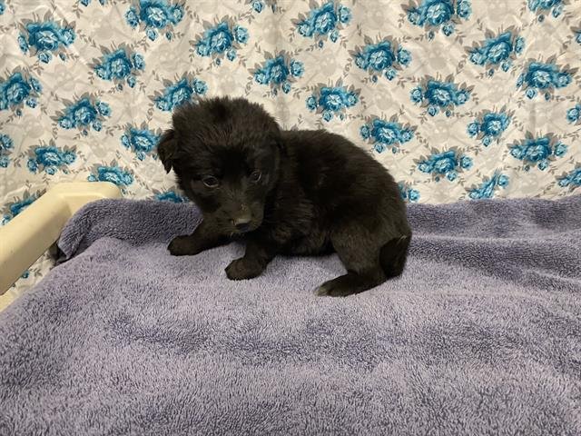 *INDIE - Border Collie / German Shepherd Dog available for adoption