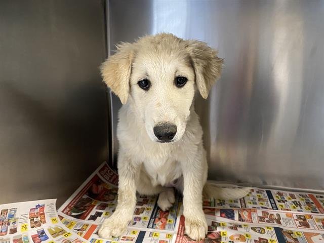 *MILLIE - Great Pyrenees / Border Collie available for adoption
