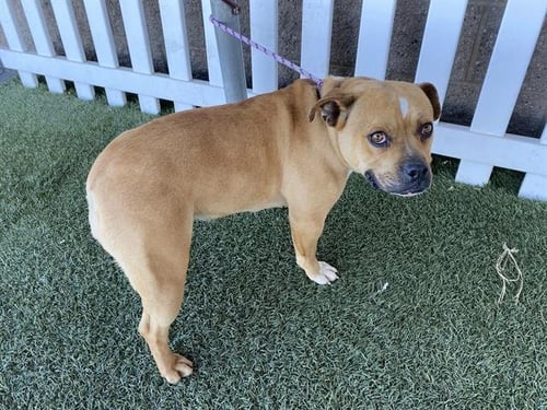 A608316 - Staffordshire Bull Terrier available for adoption