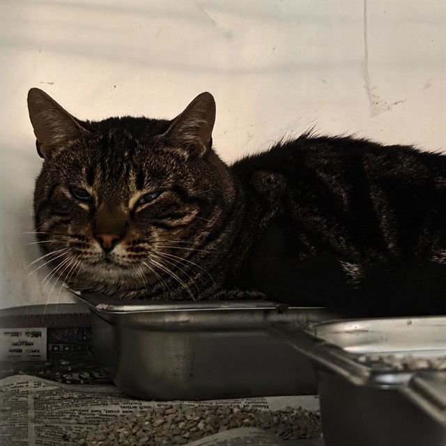 *BRAWNY - Domestic Short Hair available for adoption