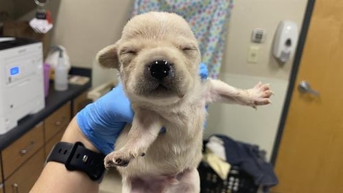 A608688 - Chihuahua available for adoption