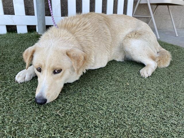 A608075 - Labrador Retriever available for adoption