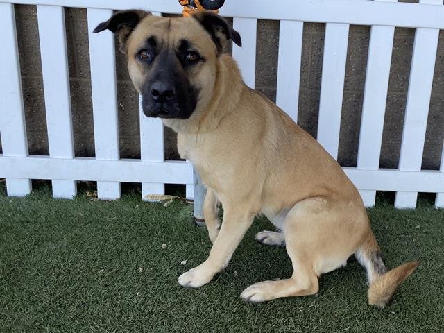 PRINCESS - Pit Bull Terrier / German Shepherd Dog available for adoption