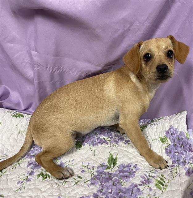 *DASH - Chihuahua available for adoption