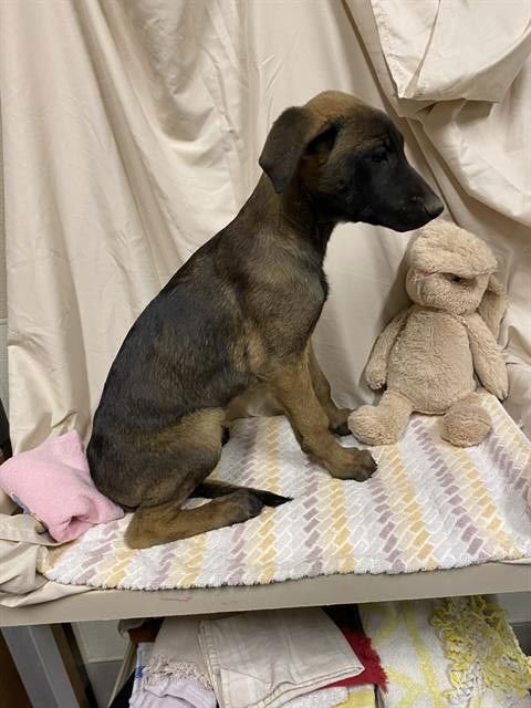 *QUINN - Belgian Shepherd Malinois available for adoption