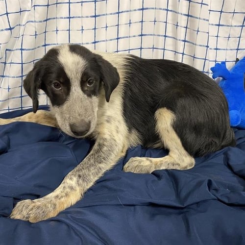 A612775 - Australian Shepherd available for adoption
