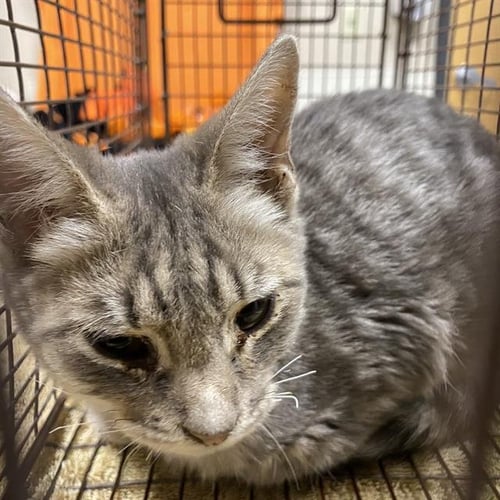 A615524 - Domestic Short Hair available for adoption