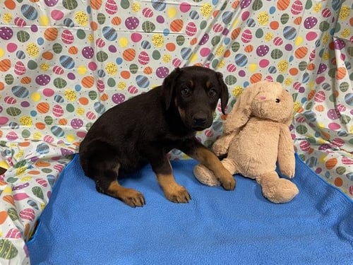 *VADA - Doberman Pinscher available for adoption