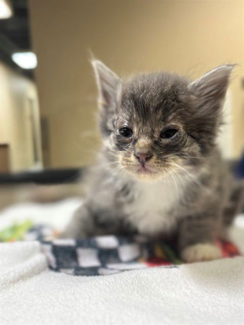 A606778 - Domestic Long Hair available for adoption