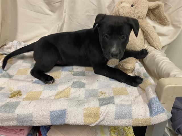 A607996 - Labrador Retriever available for adoption