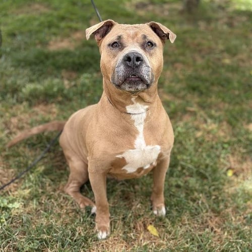 MONTANA - Pit Bull Terrier for adoption in Modesto