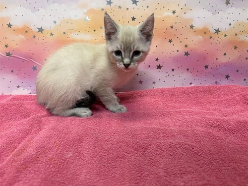 A613719 - Domestic Medium Hair available for adoption