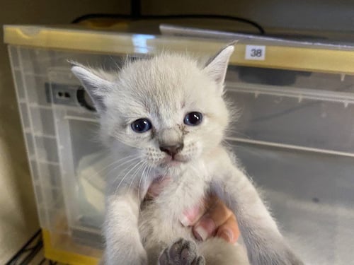 A613719 - Domestic Medium Hair available for adoption