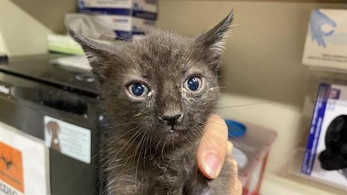 GIZMO - Domestic Medium Hair for adoption in Modesto