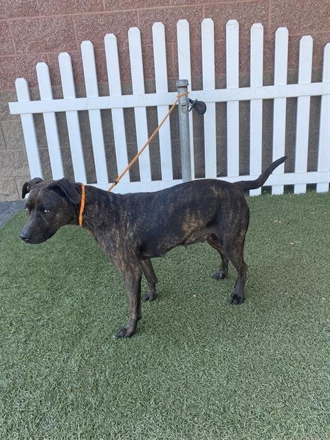 *OBSIDIAN - Pit Bull Terrier available for adoption