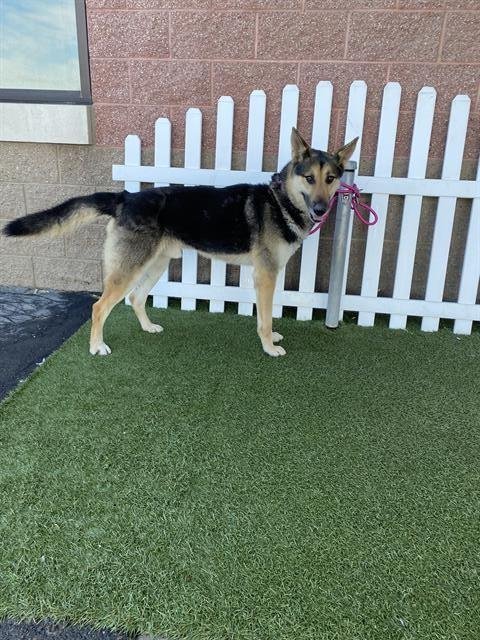 *BOONE - German Shepherd Dog available for adoption