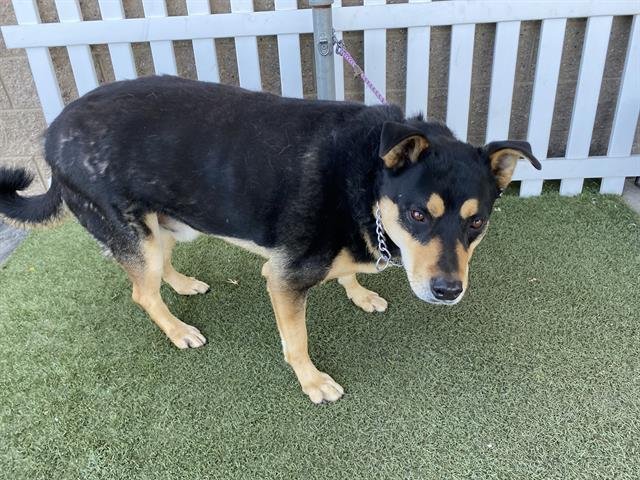 ROCKY - Siberian Husky available for adoption